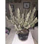 Сорт семян каннабиса Original AUTO BLUEBERRY