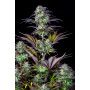 Сорт семян каннабиса Original AUTO BLUEBERRY