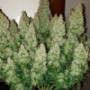 Семена каннабиса Wedding CHEESECAKE Auto