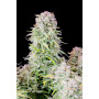 Сорт семян каннабиса Original AUTO AFGHAN KUSH