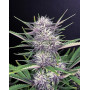 Семена каннабиса BANANA PURPLE PUNCH Auto