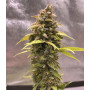 Семена конопли Auto Critical Original Feminised Silver от Error Seeds - Smartshop-smartshop.ua®