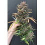Семена каннабиса C4 Auto