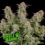 Семена конопли Auto Bruce Banner от Marley Seedbank - Smartshop-smartshop.ua®
