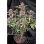 Семена каннабиса PURPLE HAZE Auto™