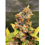 Семена конопли Auto Jamaica от Marley Seedbank - Smartshop-smartshop.ua®