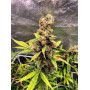 Семена конопли Auto Jamaica от Marley Seedbank - Smartshop-smartshop.ua®