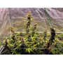 Семена конопли Auto Jamaica от Marley Seedbank - Smartshop-smartshop.ua®