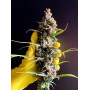 Семена конопли Auto Jamaica от Marley Seedbank - Smartshop-smartshop.ua®