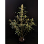 Сорт семян каннабиса Original AUTO JACK HERER