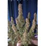 Семена каннабиса GUAVA Auto™