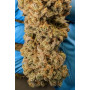 Сорт семян каннабиса Original AUTO CHEMDAWG