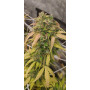 Семена конопли Auto Pineapple Express от Marley Seedbank - Smartshop-smartshop.ua®