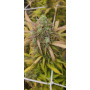 Семена конопли Auto Pineapple Express от Marley Seedbank - Smartshop-smartshop.ua®