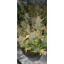 Семена конопли Auto Pineapple Express от Marley Seedbank - Smartshop-smartshop.ua®