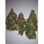 Семена конопли Auto White Widow от Divine Seeds - Smartshop-smartshop.ua®