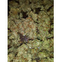 Семена конопли Auto White Widow от Divine Seeds - Smartshop-smartshop.ua®