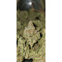 Семена конопли Auto Pineapple Express от Marley Seedbank - Smartshop-smartshop.ua®