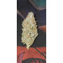 Семена конопли Auto Pineapple Express от Marley Seedbank - Smartshop-smartshop.ua®