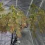 Семена конопли Auto Pineapple Express от Marley Seedbank - Smartshop-smartshop.ua®