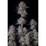 Сорт семян каннабиса Original AUTO BLUEBERRY