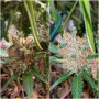 Семена конопли Gorilla #5 от Marley Seedbank - Smartshop-smartshop.ua®