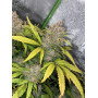 Семена конопли Gorilla #5 от Marley Seedbank - Smartshop-smartshop.ua®