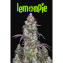 Семена каннабиса LEMON Pie Auto