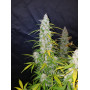 Семена каннабиса CALIFORNIAN SNOW Auto