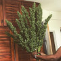 Семена конопли Jamaica Sativa от Marley Seedbank - Smartshop-smartshop.ua®