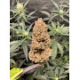 Семена конопли Gorilla #5 от Marley Seedbank - Smartshop-smartshop.ua®