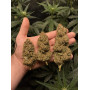 Семена конопли Gorilla #5 от Marley Seedbank - Smartshop-smartshop.ua®