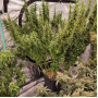Семена конопли Kali Mist от Divine Seeds - Smartshop-smartshop.ua®