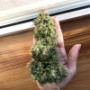 Семена конопли Auto Gagarin Fast от Marley Seedbank - Smartshop-smartshop.ua®