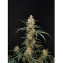 Сорт семян каннабиса Original AUTO CHEMDAWG