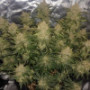 Семена каннабиса West Coast O.G. Auto