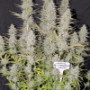 Семена каннабиса Wedding CHEESECAKE Auto