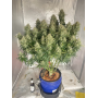 Сорт семян каннабиса Original AUTO JACK HERER