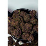 Семена каннабиса PURPLE HAZE Auto™