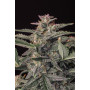 Cannabis seed variety WHITE WIDOW Auto