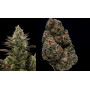 Семена конопли Auto White Widow от Divine Seeds - Smartshop-smartshop.ua®