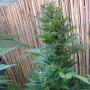 Cannabis seed variety Auto Malana Bomb Feminised Silver