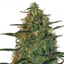 Cannabis seed variety Auto Mazar Feminised Silver