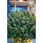 Сорт семян каннабиса Original AUTO NORTHERN LIGHTS