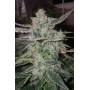 Семена каннабиса STARDAWG Auto
