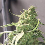 Семена конопли Auto Montreal от Divine Seeds - Smartshop-smartshop.ua®