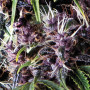 Cannabis seed variety Auto PURPLE