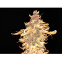 Семена конопли Divine Indica от Divine Seeds - Smartshop-smartshop.ua®