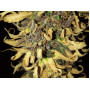 Семена конопли Divine Indica от Divine Seeds - Smartshop-smartshop.ua®