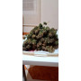 Семена конопли Green Gelato от Marley Seedbank - Smartshop-smartshop.ua®